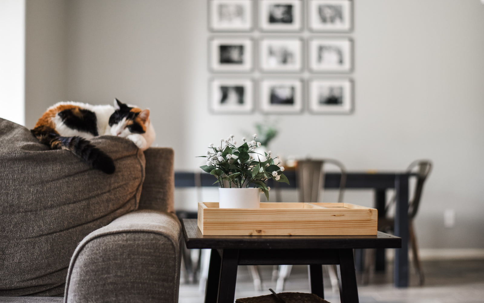 TRA Company tray on a table next to a sofa with a cat sleeping nearby.